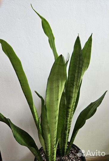 Сансевиерия муншайн, фикус Бенджамина