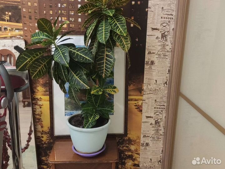 Кодиеум кротон