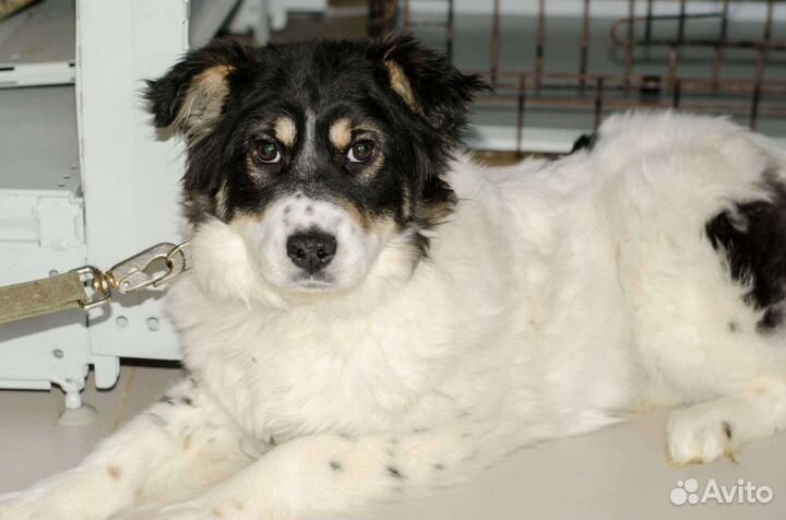 Небольшая собака ищет дом