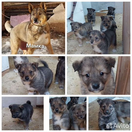 Щенки в добрые руки отдам бесплатно