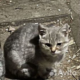 Сарай для свиней своими руками: чертежи, фото, список стройматериалов