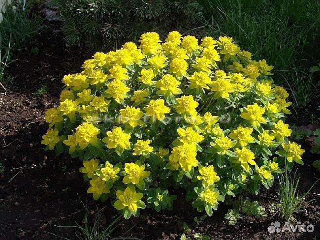 Многолетники декоративные весь сезон