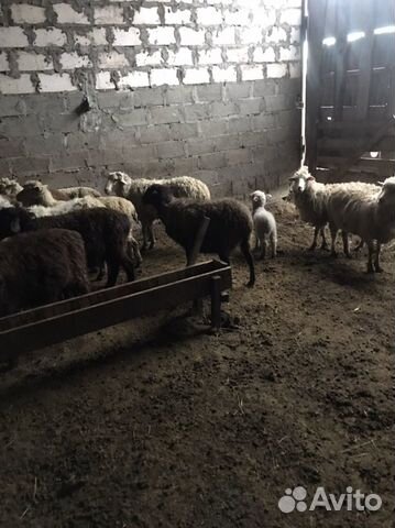Овцы с ягнятами объявление продам