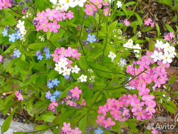 Многолетние садовые растения