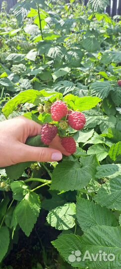 Саженцы малины ремонтантной