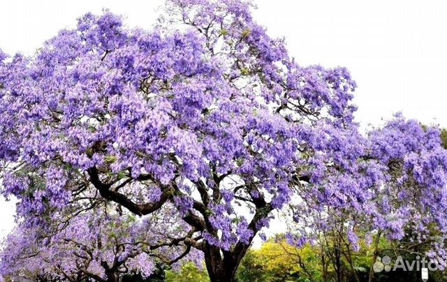 Павловния Войлочная, семена