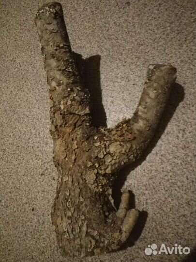 Сливовые ветки, замшелая древесина