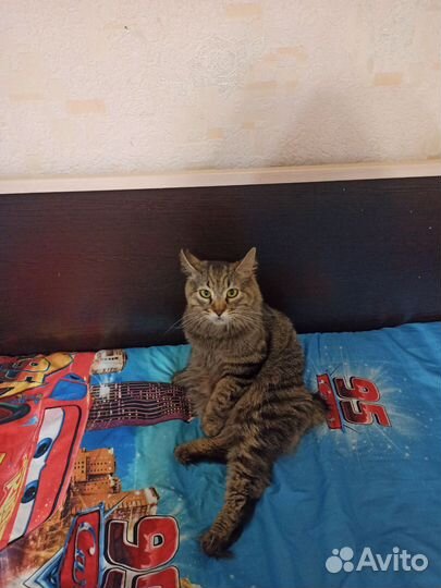 Кот бесплатно