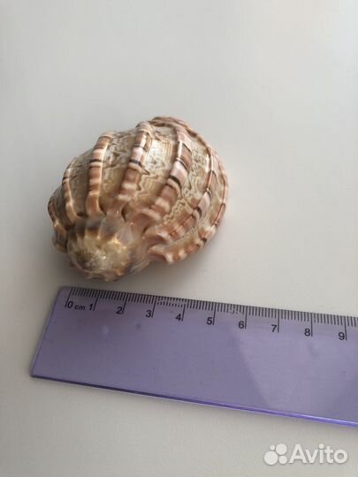 Ракушка морская