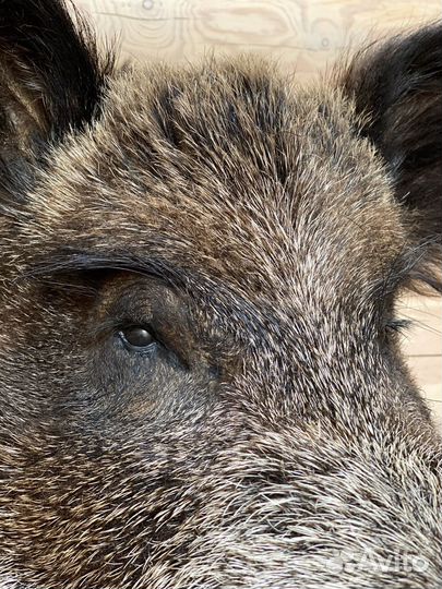 Голова кабана