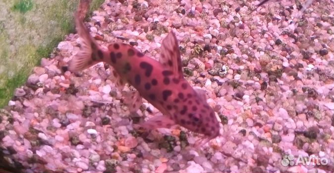 Для аквариума