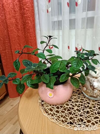 Уайтфельдия, абутилон