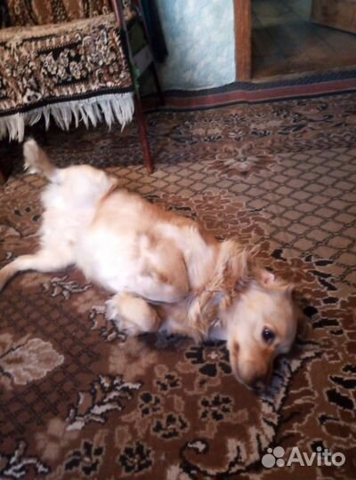 Кокер спаниель