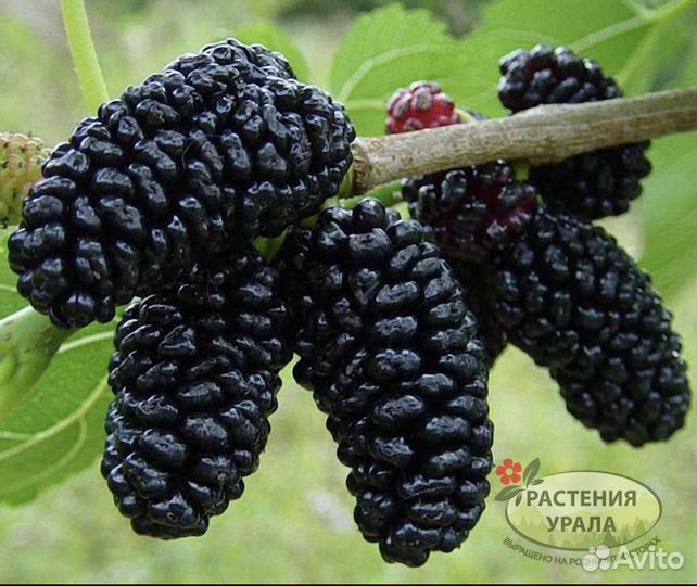 Саженцы шелковицы 140см