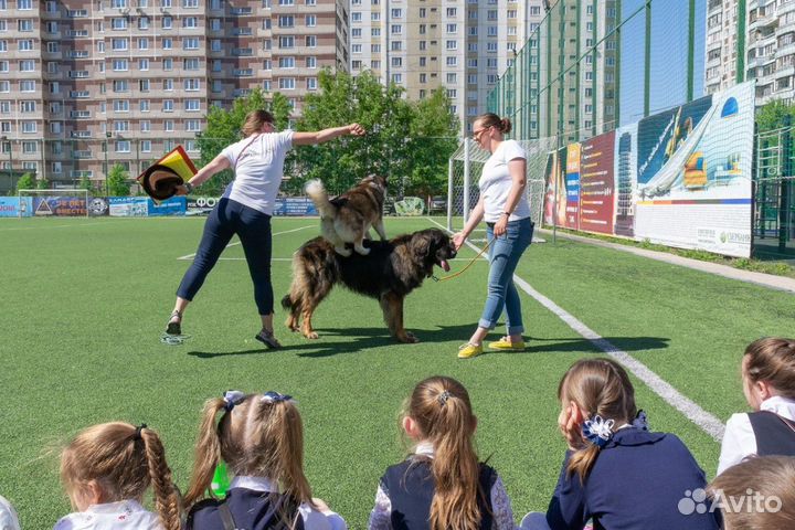 Кинолог и специалист по поведению собак