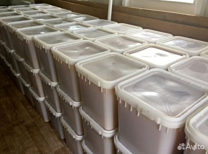 Мед из Алтайского края оптом