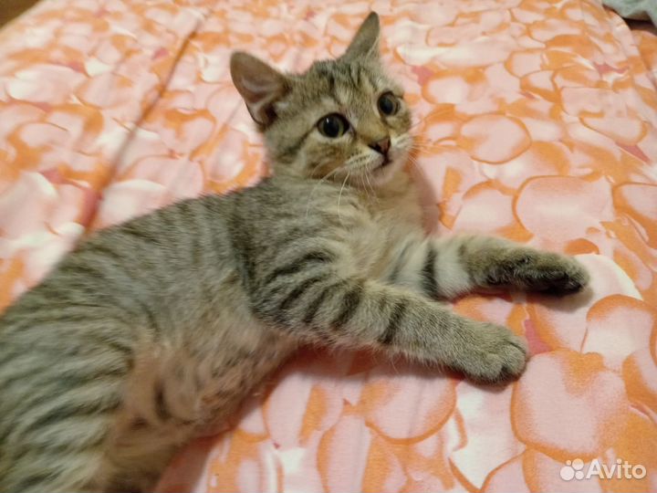 Кошечка ищет дом