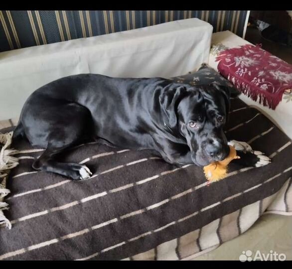 Передержка собак и грызунов,птиц на д