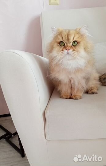Скоттиш фолд