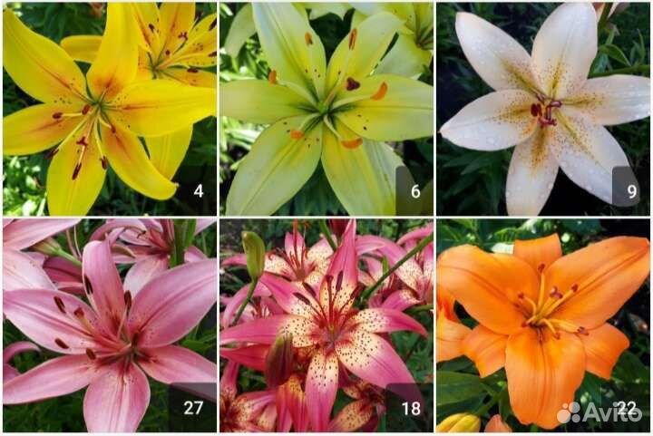 Лилия (27 сортов)