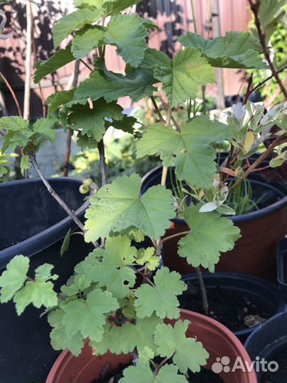 Растения многолетние для вашего сада