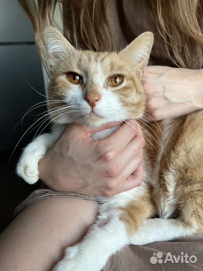 Ласковый рыжий кот