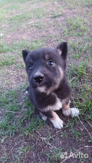 Отдам щенка