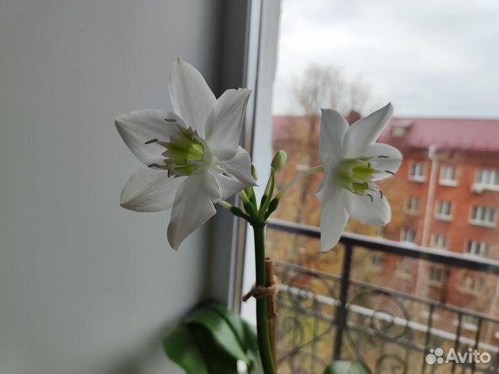 Эухарис амазонская лилия