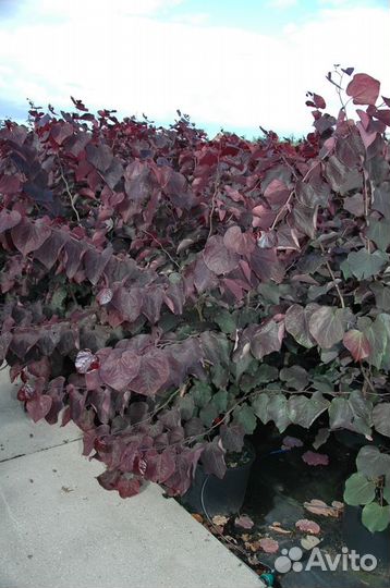 Саженцы Лещина обыкновенная Purpurea (Пурпуреа)