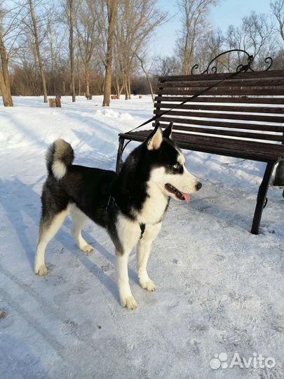 Сибирский хаски