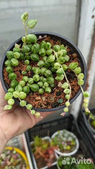 Крестовник горрейна вариегатный