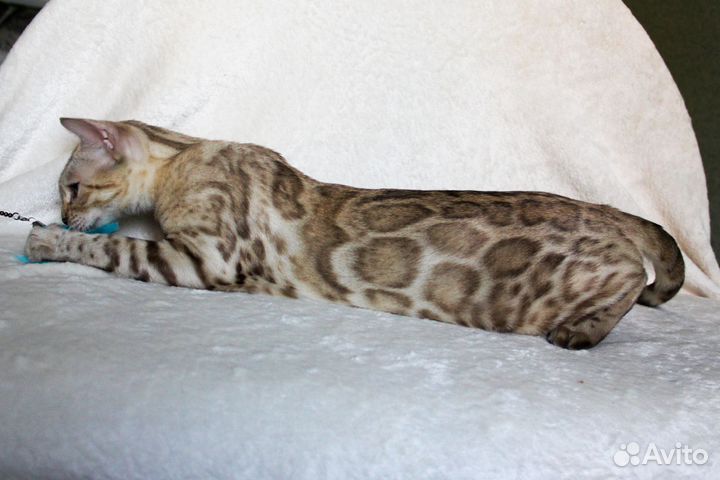 Бенгальская кошка