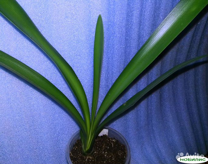 Кливия Нобилис, Гардена, оранжевая