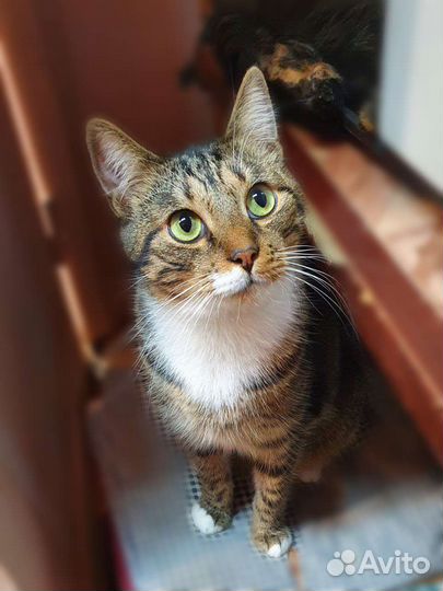 Ласковый Майкл