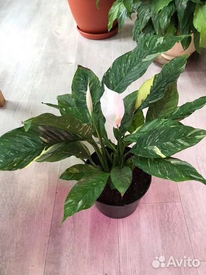 Спатифиллум домино