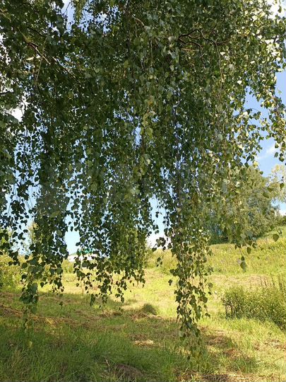 Участок 11,8 сот. (ИЖС)