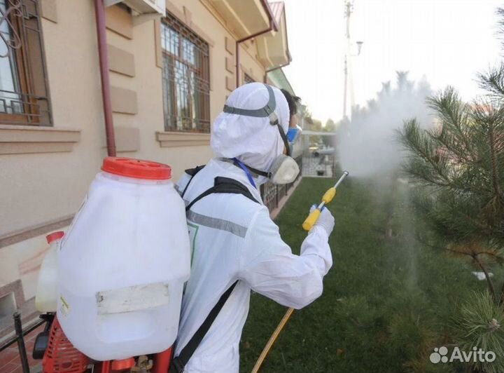 Дезинсекция тараканы муравьи клопы
