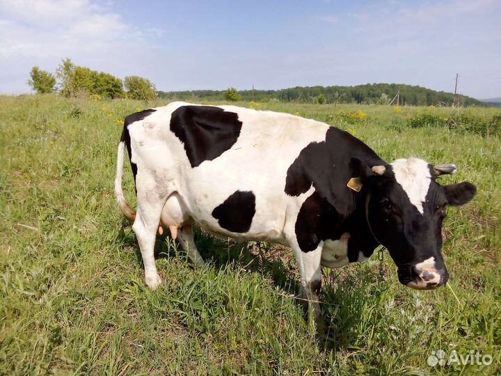 Корова, телята, бык