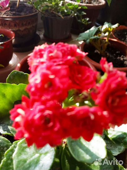 Каланхоэ, каллы