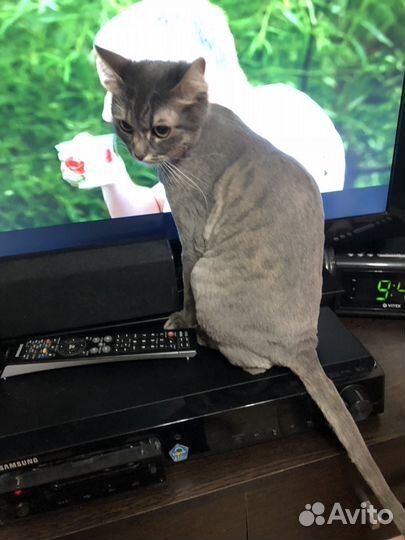 Ветеринарные услуги