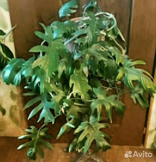 Филодендрон, сциндапсус, сингониум