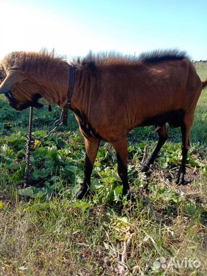Козел покрытие