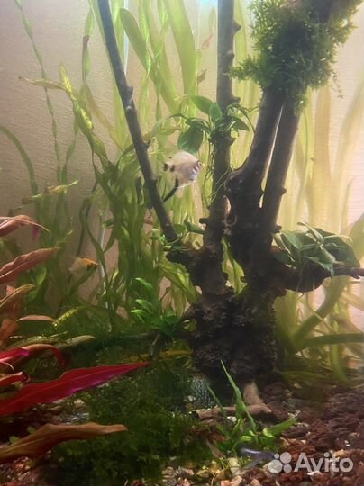 Аквариум с тумбой