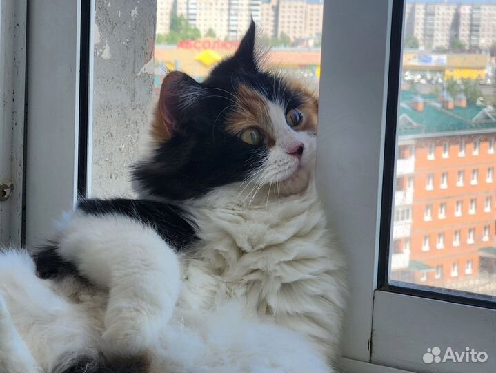 Кошка в дар бесплатно