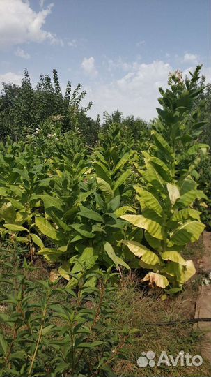 Семена табака