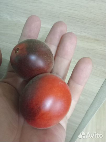 Редкие коллекционные экзотические сорта томатов