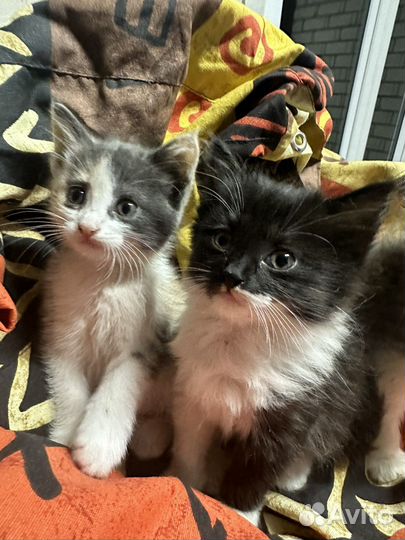 Котята в добрые руки