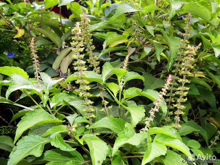 Зелень в ассортименте, семена