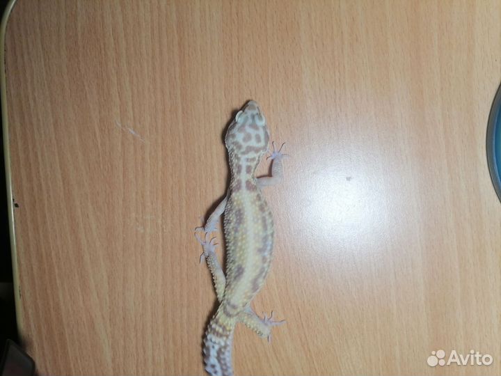 Геккон эублефар