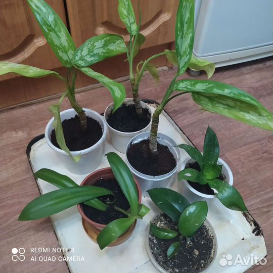 Комнатные цветы